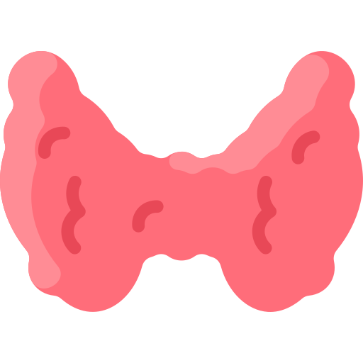 Thyroid gland and hormones