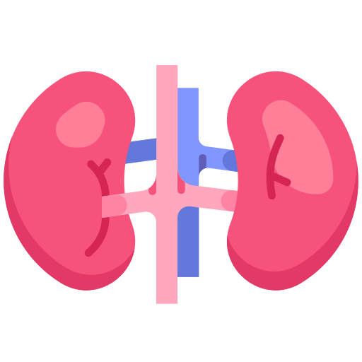 Kidneys and urinary tract
