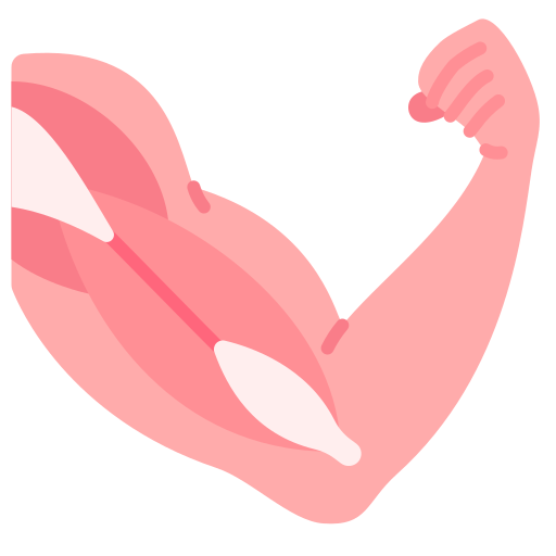 Muscles and ligaments