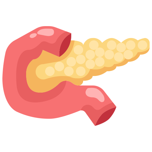 The pancreas